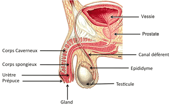 schéma anatomie appareil génital masculin